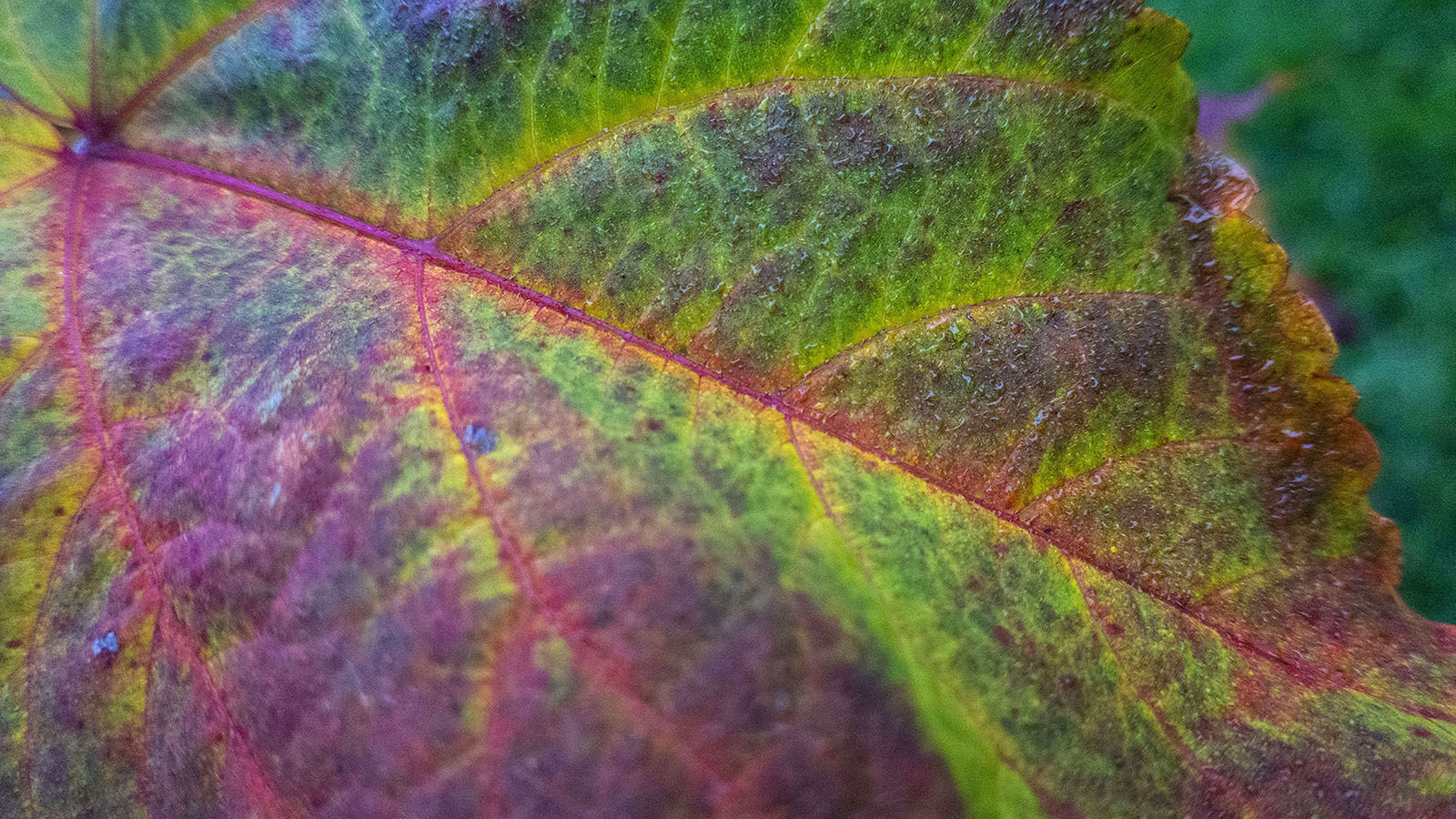 Leaf detail